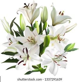 illustration with light lily flowers isolated on white background