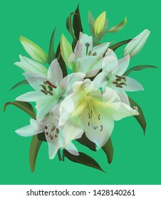 illustration with light lily flowers isolated on green background