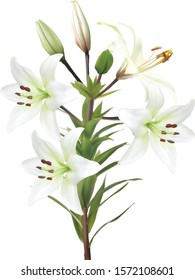 illustration with light lily flowers isolated on white background