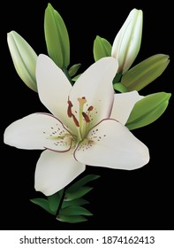 illustration with light lily flowers isolated on black background