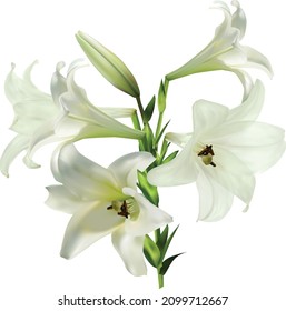 illustration with light lily flowers isolated on white background