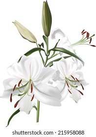 illustration with light lily flowers isolated on white background