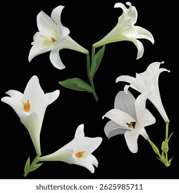 illustration with light lily flowers isolated on black background
