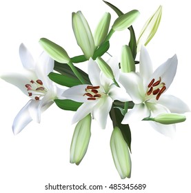 illustration with light lily flowers isolated on white background