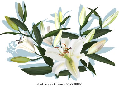 illustration with light lily flowers isolated on white background