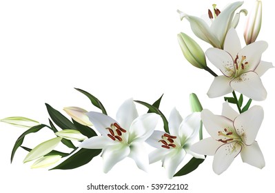 1,267,309 Lily Images, Stock Photos & Vectors | Shutterstock