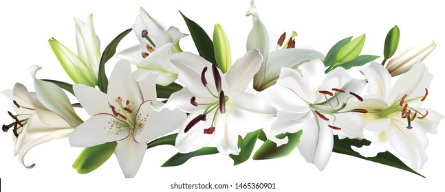 illustration with light lily flowers on white background