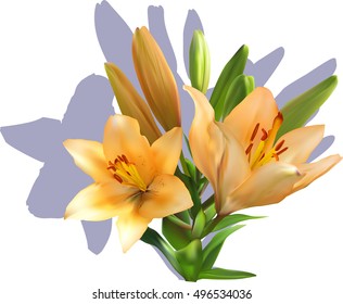 illustration with light orange lily isolated on white background