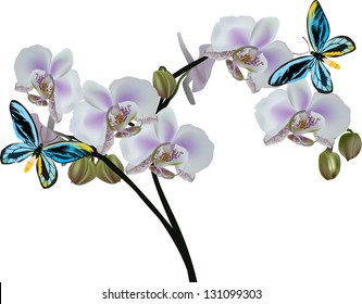 illustration with light orchid flowers and blue butterflies