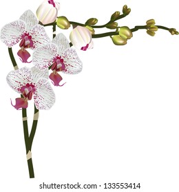 ilustración con orquídeas claras con manchas de color rosa oscuro aisladas en fondo blanco