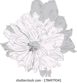 ilustración con la floración de peonía clara aislada en fondo blanco