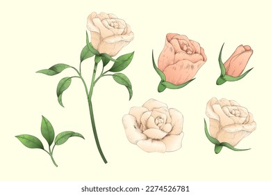 Illustration of light pink engraved rose process from closed bud to fully bloom form and flower with stem isolated on cream color background.