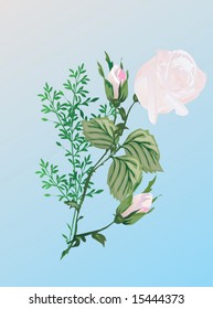 illustration with light pink rose flower