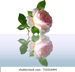 illustration with light pink rose isolated on white background