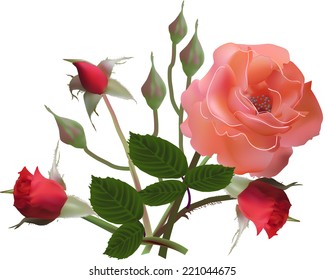 Illustration mit hellroter Rose und Knospen einzeln auf weißem Hintergrund