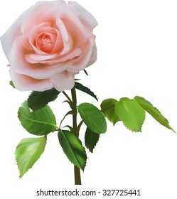 ilustración con rosa rojo claro aislado en fondo blanco