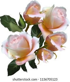 Illustration mit hellroten Rosen einzeln auf weißem Hintergrund