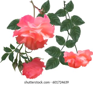 illustration with light red roses isolated on white background