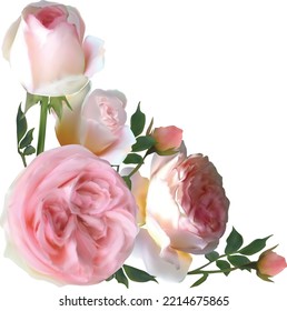 illustration with light rose corner shape bunch isolated on white background