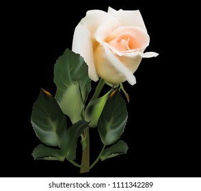 illustration with light rose isolated on black background