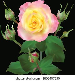 illustration with light rose isolated on black background