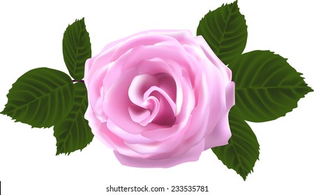 illustration with light rose isolated on white background