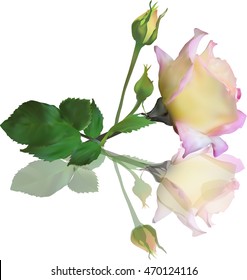 illustration with light rose isolated on white background