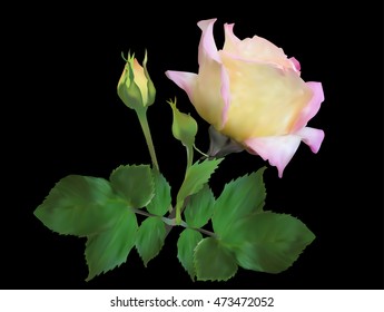 illustration with light rose isolated on black background