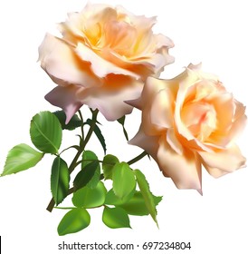ilustración con rosa claro aislado en fondo blanco