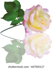 ilustración con rosa claro y reflexión aislada en fondo blanco