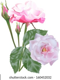 illustration with light roses isolated on white background