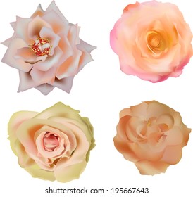 illustration with light roses isolated on white background