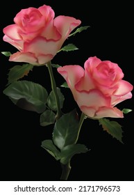 illustration with light roses isolated on black background