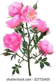 illustration with light roses isolated on white background