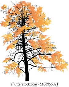 illustration with light yellow fall tree isolated on white background