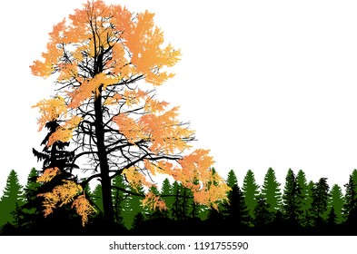 illustration with light yellow fall tree in front of green forest on white background