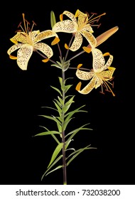 illustration with light yellow lily isolated on black background
