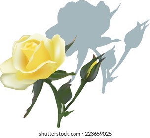 ilustración con rosa amarillo claro aislado en fondo blanco