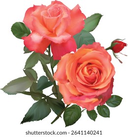 illustration with ligt red roses isolated on white background