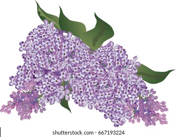 illustration with lilac flower branch isolated on white background