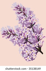 illustration with lilac flower branch on pink background