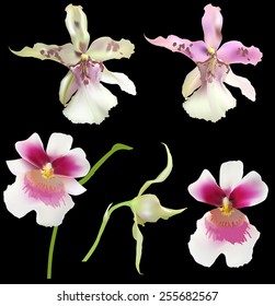 illustration with lilac and white orchids collection isolated on black background