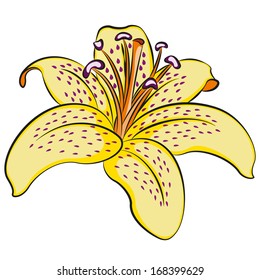 Illustration of lily
