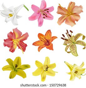 illustration with lily collection isolated on white background