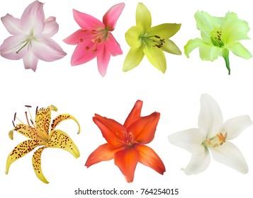 Illustration Lily Collection Isolated On White Stock Vector (Royalty ...