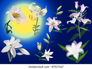 illustration with lily collection on blue background