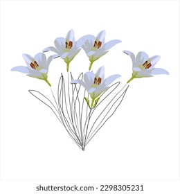Illustration of lily for decoration element or background