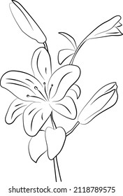 Illustration of a lily flower