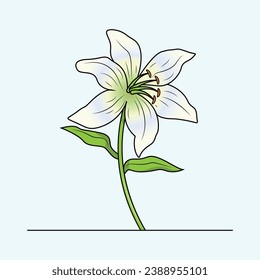 The Illustration of Lily Flower