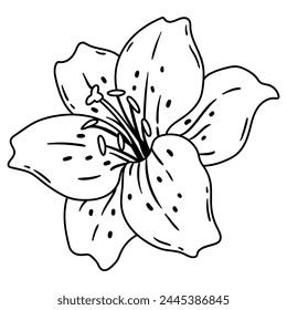 Illustration of lily flower. Beautiful decorative plant.